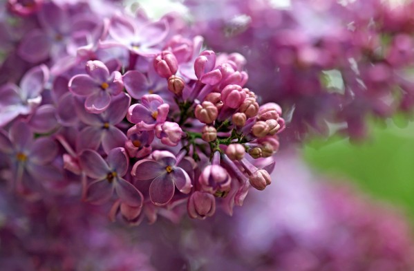 Loving Lilacs by Deb Oppermann